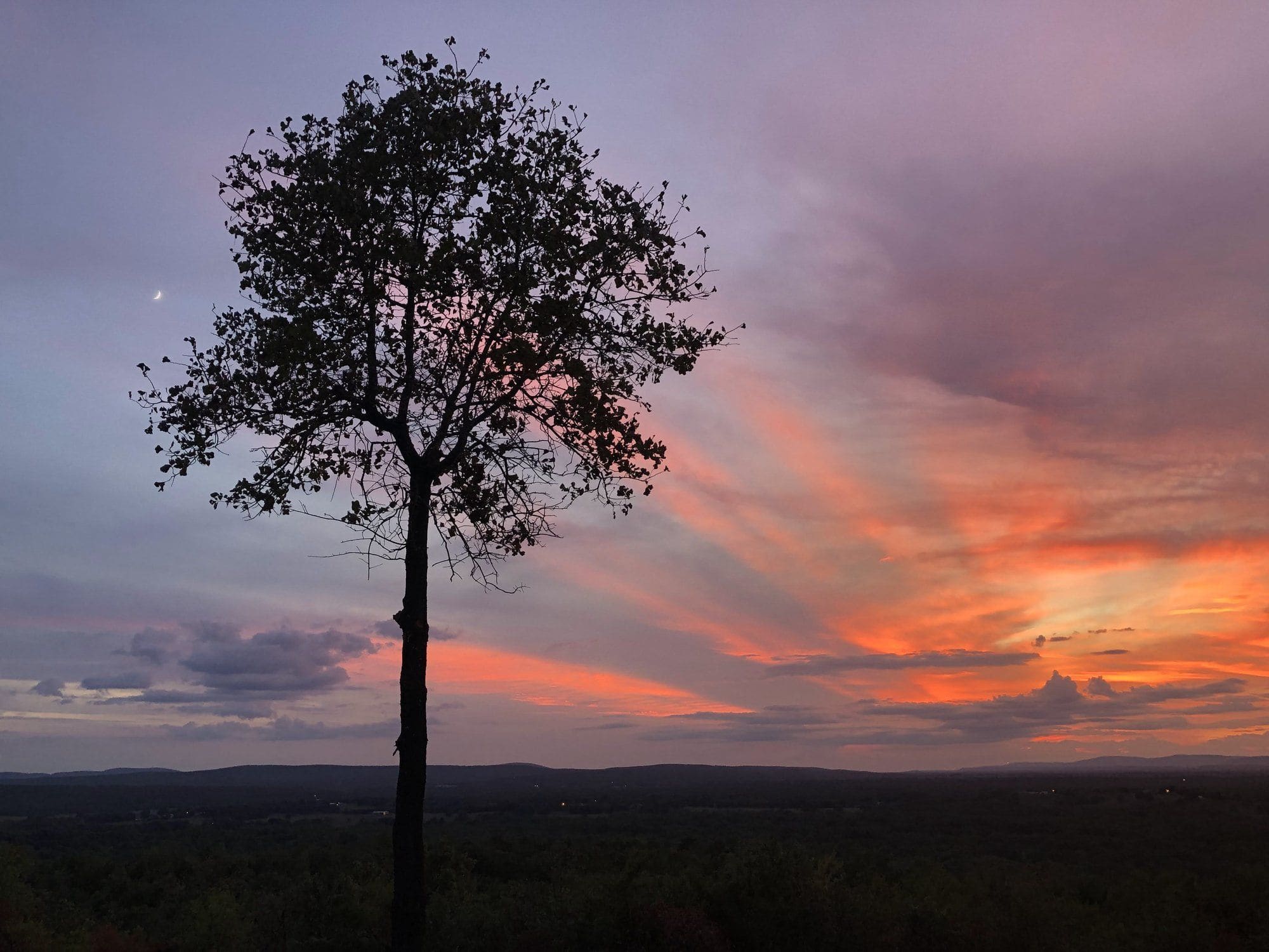 Lone tree on the hilltop at sunset