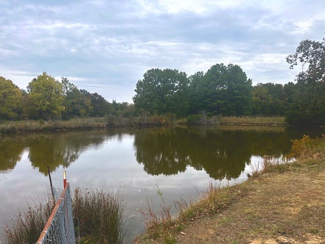 Trees reflected in the ranch pond