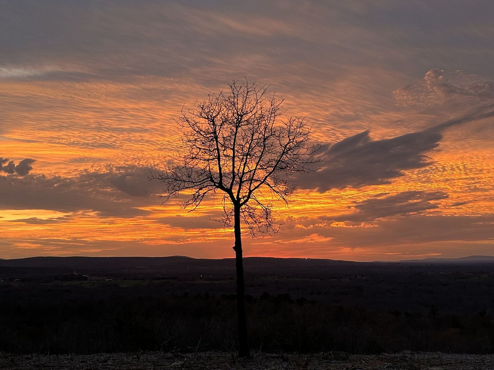A bare tree against an orange sunset on the hilltop