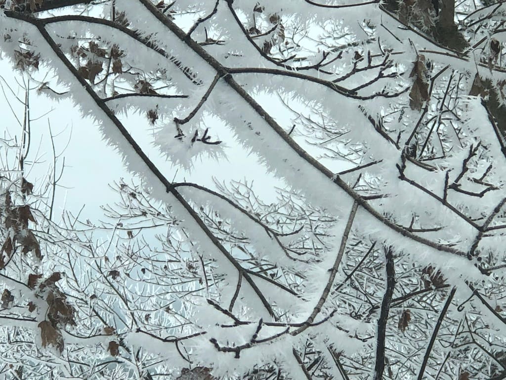 Frosted branches on the Talimena Scenic Highway