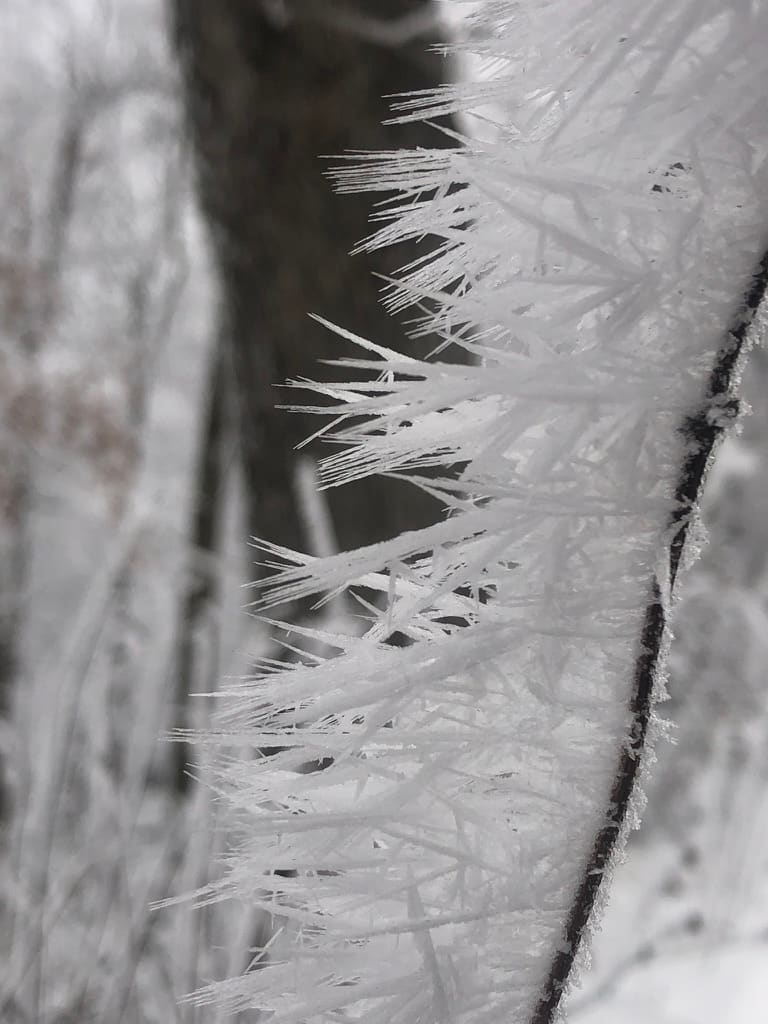 Needle frost on a branch along the Talimena Scenic Highway