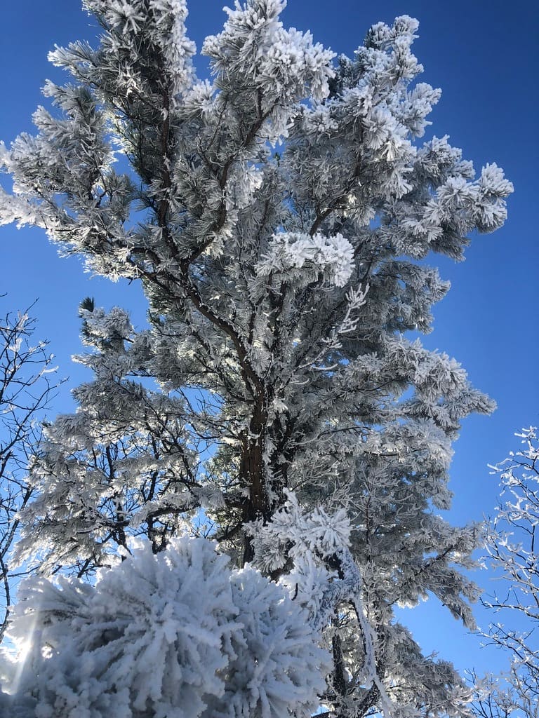 A frost-covered pine against a blue winter sky on the Talimena Scenic Highway