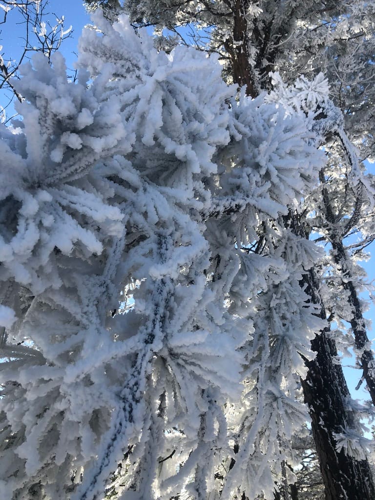 Frost-covered pine needles on the Talimena Scenic Highway